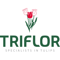 logo Triflor 2