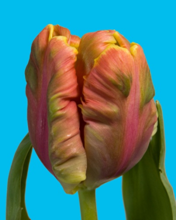 Tulpen